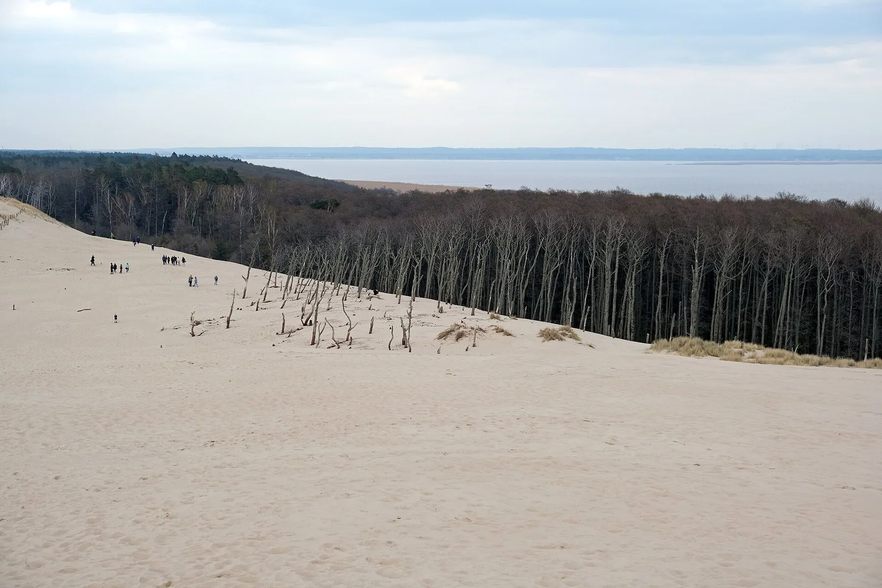 Turgåere på vandredynen Łącka i Słowiński nasjonalpark, der sanden sluker skogen ned mot Østersjøen
