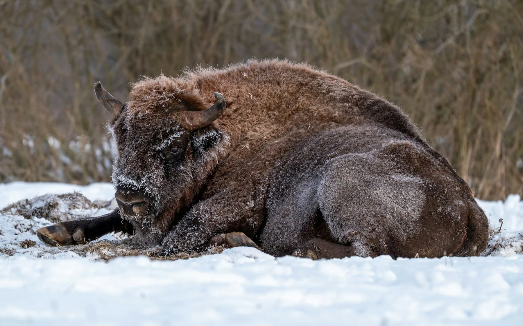 Frostig europeisk bisonoxe (visent) som vilar i snön i Białowieża