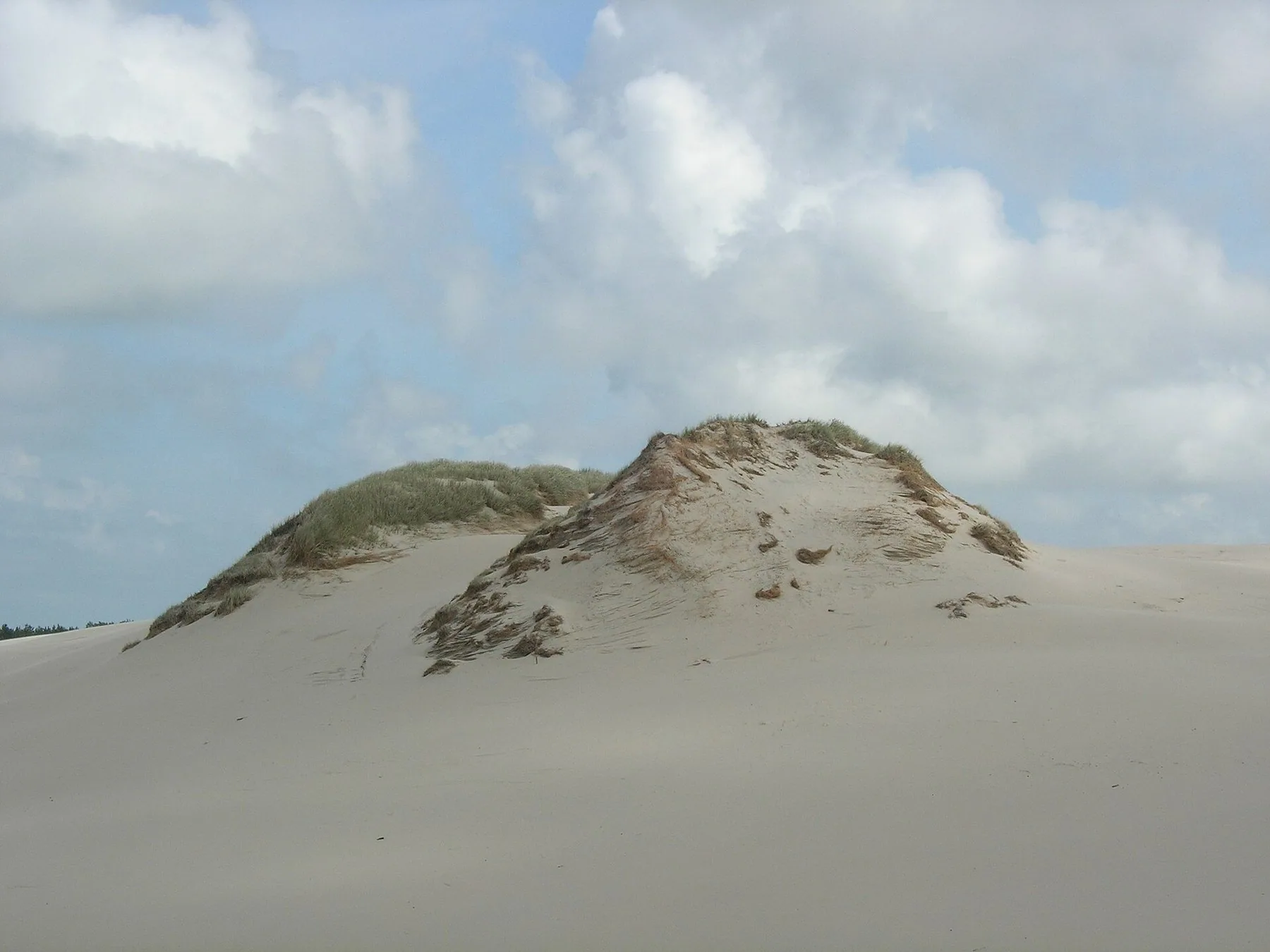 Vandrande sanddyner i Słowińskis nationalpark vid Łeba, med strandråg på dyntoppen