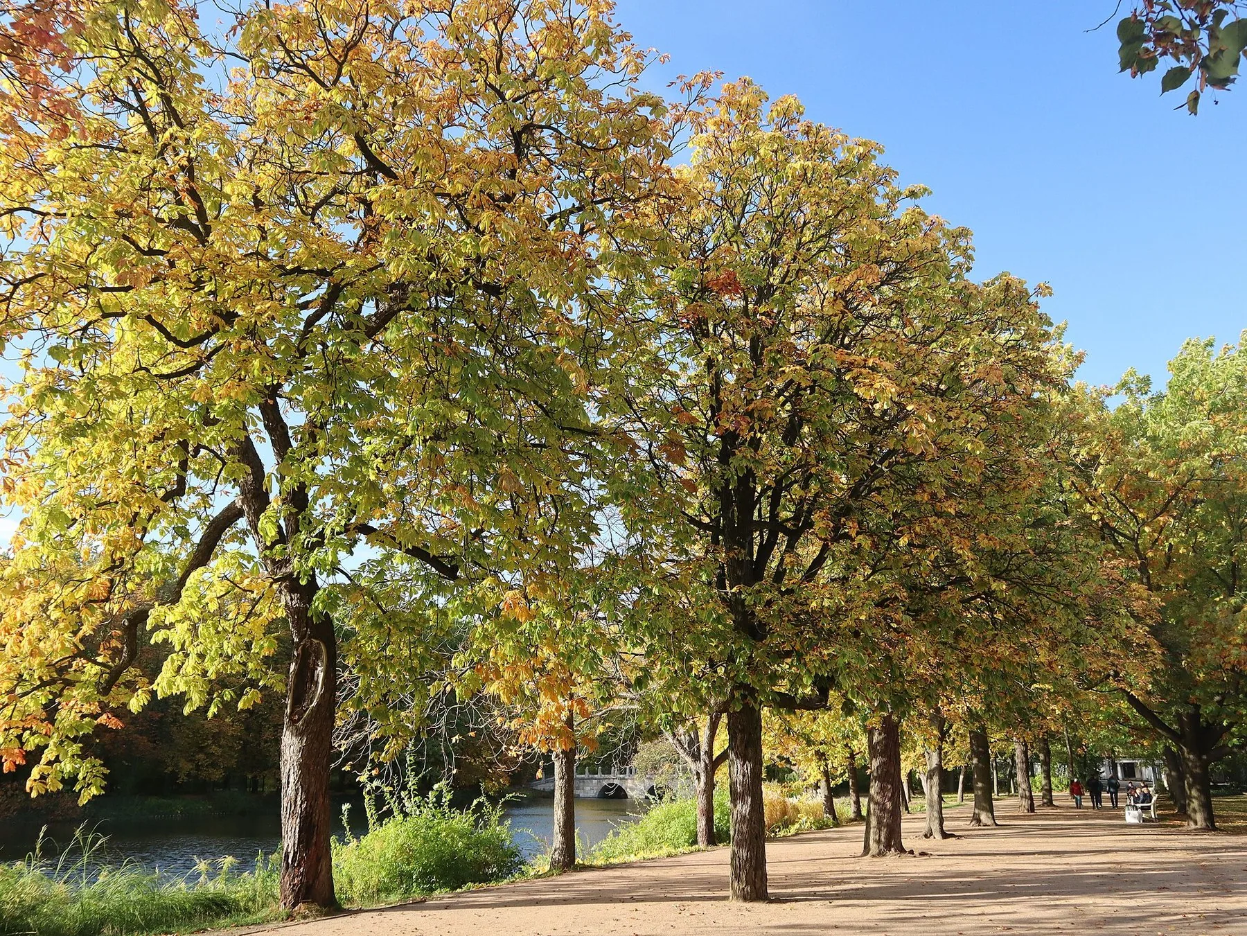 Høstfarger i Łazienki-parken i Warszawa, ved den gamle vaktbygningen Stara Kordegarda