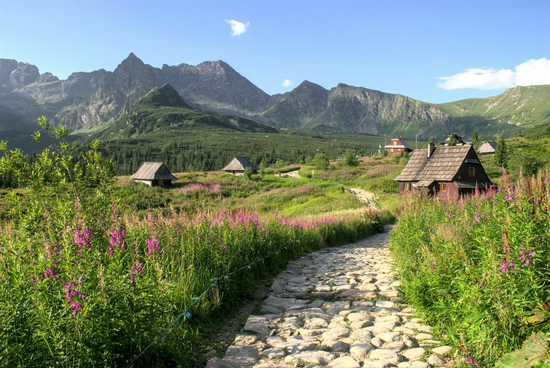 Stenbelagt sti gennem blomstrende gederams mod hyrdehytterne på Hala Gąsienicowa i Tatra med bjergtoppe bagved